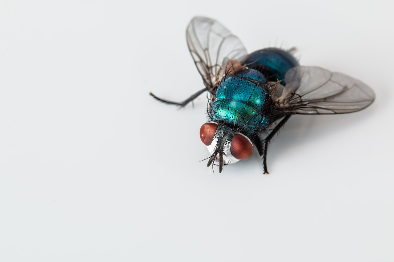 Fly, a very common bug